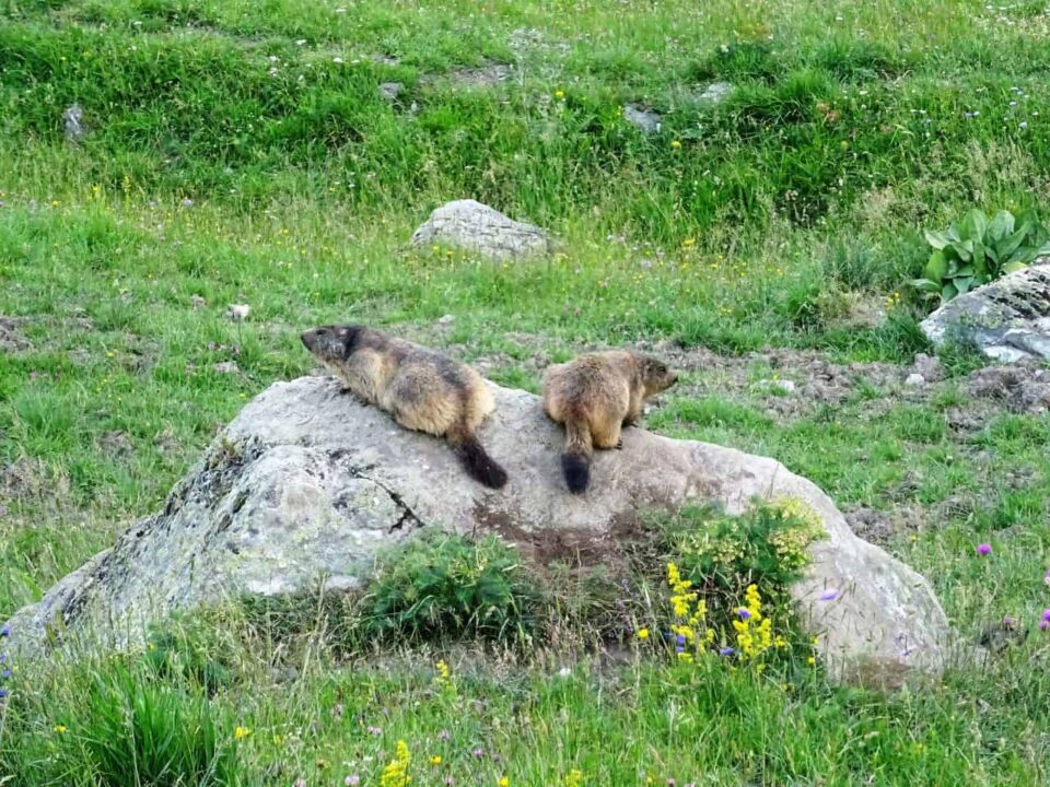 Murmeltiere in den schweizer Alpen überleben dank Verhaltensregeln beim Wandern