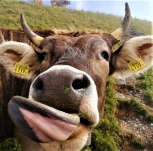 Hiking Guidelines animals - Hiking the Alps