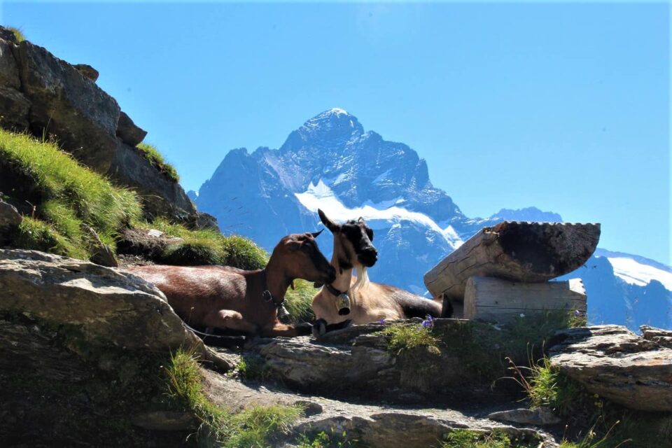 Ziegen in den Schweizer Alpen überleben dank Wandertipps und Verhaltensregeln beim Wandern