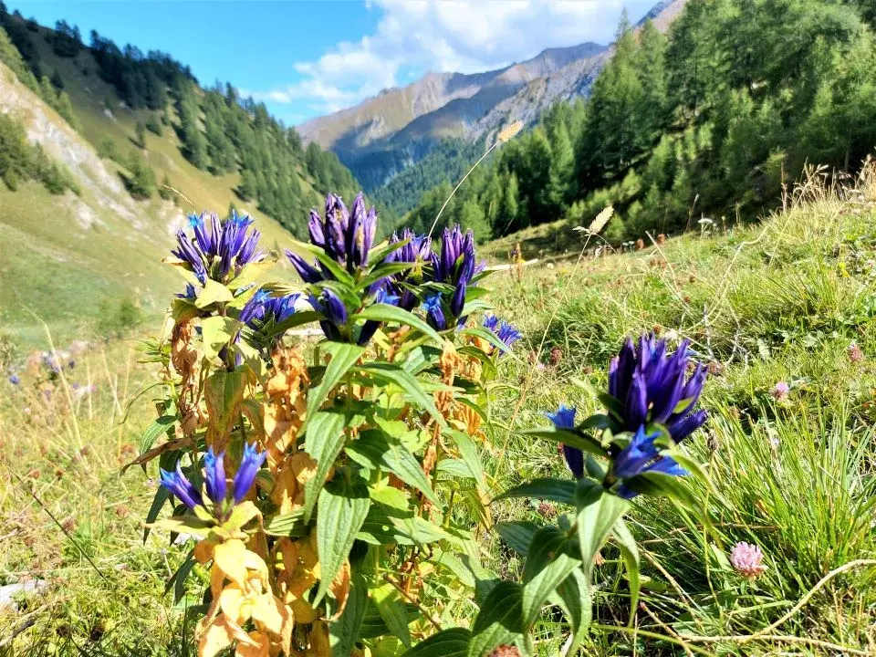 Alpine Blumen auf den Wanderwegen, die man beim Wandern in Samnaun bewundern kann