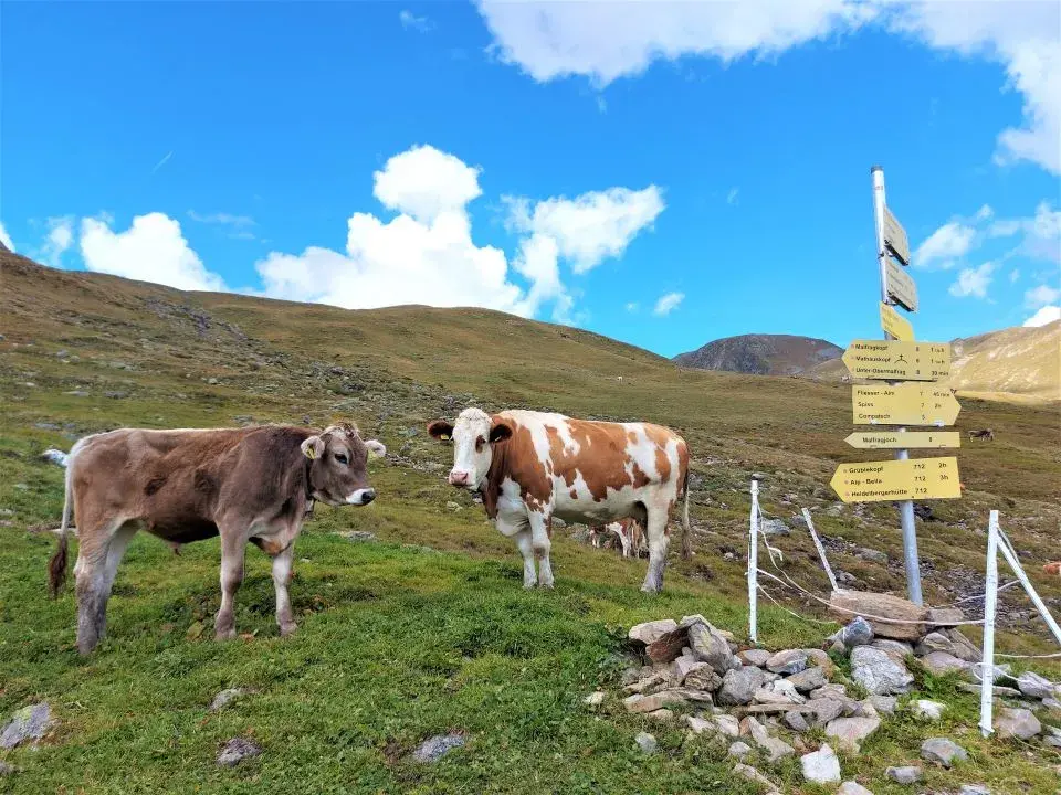 Kuhherde auf der Fliesser Stieralphütte im Zanderstal, oberhalb von Samnaun Compatsch, kommend vom Alptrider Sattel und der Alp Bella