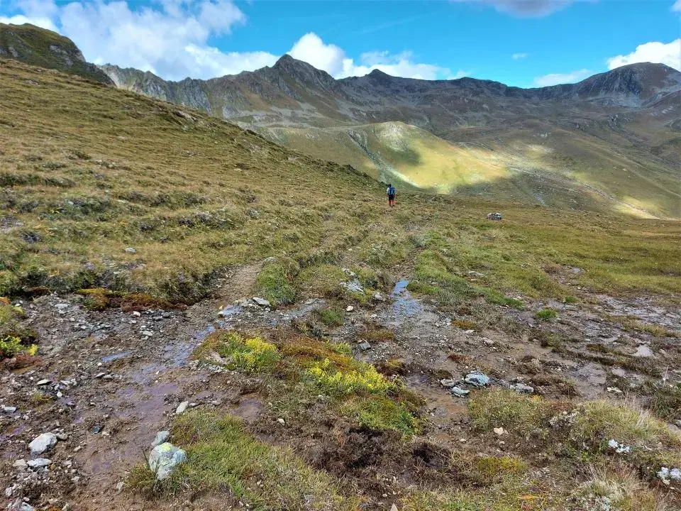 Kuhwiese im Malfragtal auf der Wanderung ins Zanderstal und nach Samnaun Compatsch