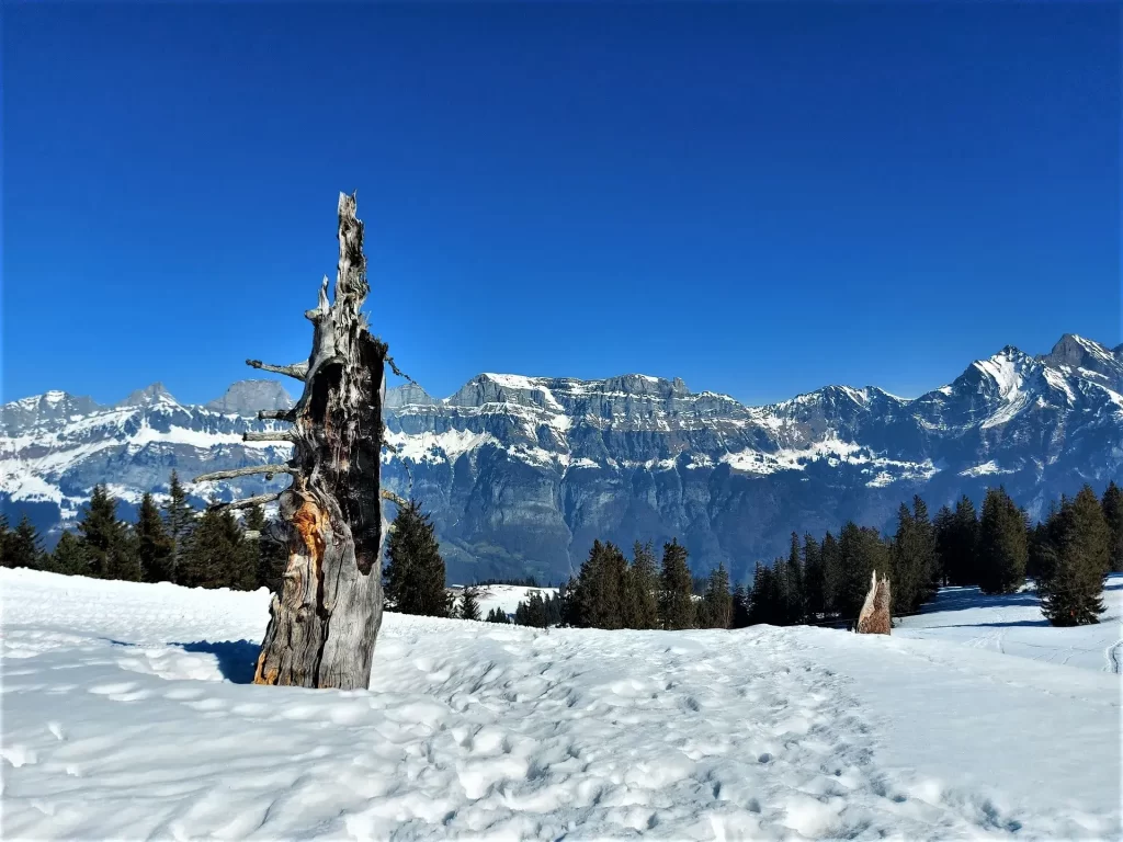 Traumhafte Aussicht auf die Alpen während unserer Schneeschuhwanderung auf dem Flumserberg von Tannenheim zur Prodalp