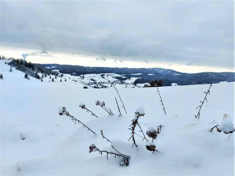 Verschneites Winterwunderland während unserer Winterwanderung vom Feldberg zum Seebuck