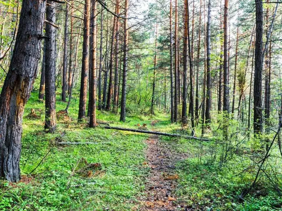 Waldwanderweg auf dem Rappenfelssteig, einem Premiumwanderweg im Schwarzwald