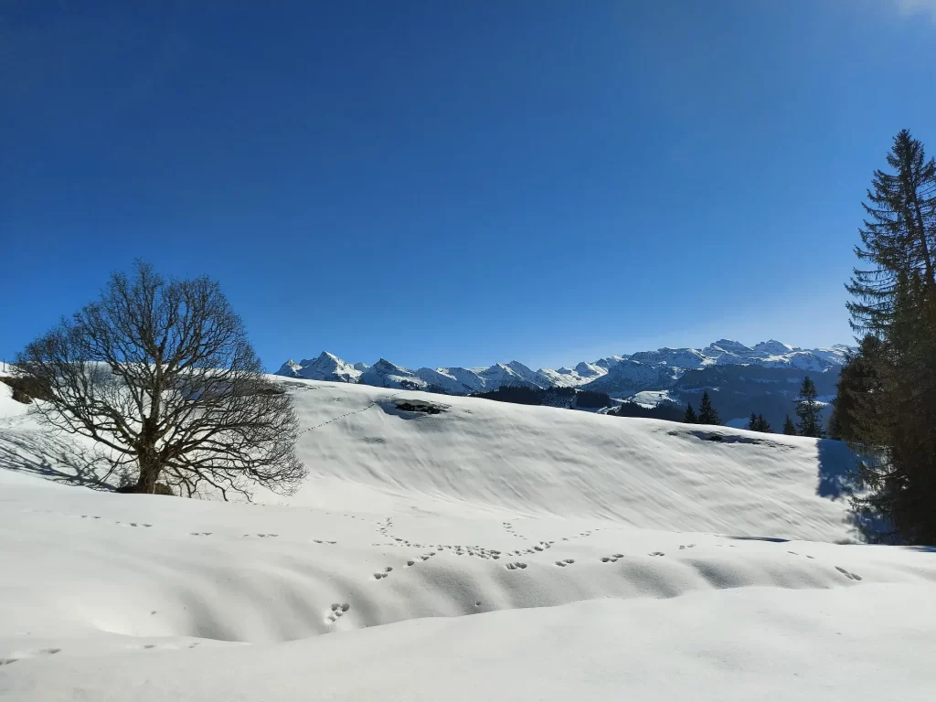 Wanderweg bei Büelhöchi auf dem Wanderweg von Sattelegg und Chli Aubrig