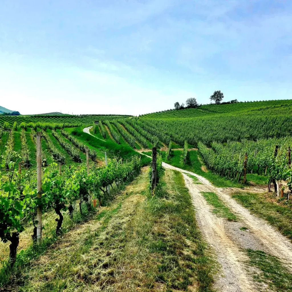 Barolo Weinwanderung nach Novello und Monforte d'Alba