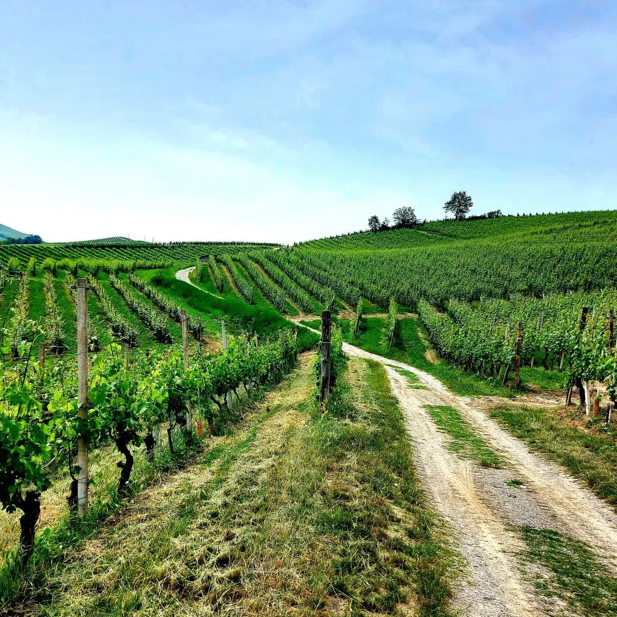 Weinstöcke im Weinanbaugebiet in der Provence, nur einen Tagesausflug von Nizza entfernt
