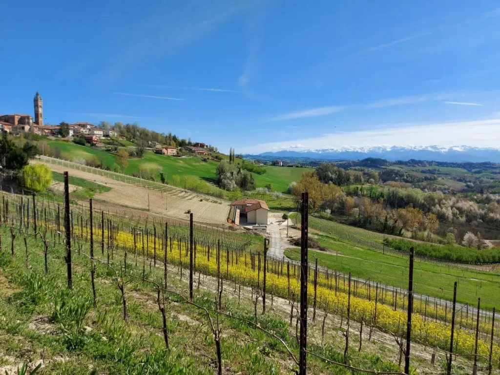 Blick auf Monforte d'Alba auf dem Rückweg unserer Barolo Weinwanderung