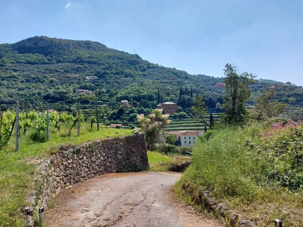 Ein geschwungener Weg führt durch die sanft hügelige Landschaft rund um Finalborgo, gesäumt von grünen Weinstöcken und Olivenhainen. Im Hintergrund stehen vereinzelte Landhäuser und ein prächtiges, rosafarbenes Gebäude, eingebettet in Terrassen, die typisch für die Region Ligurien sind. Die üppige Vegetation und die klare, sonnige Atmosphäre verleihen der Szenerie eine mediterrane Ruhe und Schönheit.