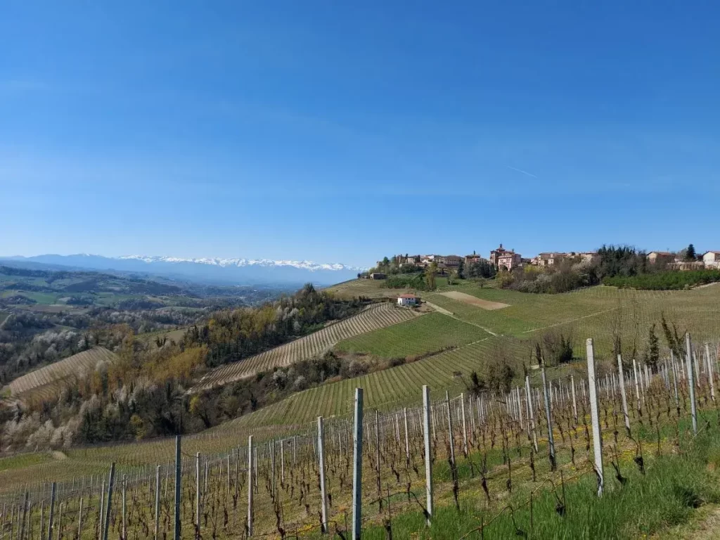 Weinreben der Weinberge zwischen Barolo und Novello im April