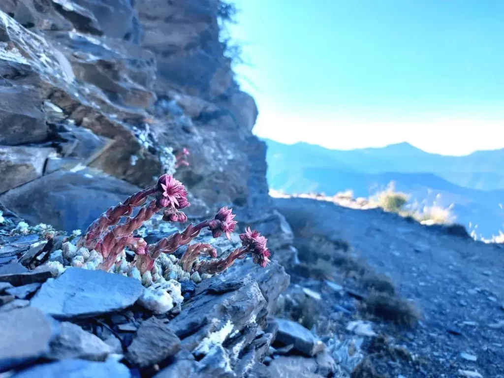 Eine Gruppe rosafarbener, alpiner Blumen sprießt aus den Felsen am Rand eines steinigen Bergweges. Die kleinen Blüten setzen farbliche Akzente in der kargen Felslandschaft und zeigen die Widerstandsfähigkeit der Natur in dieser Höhe. Der Hintergrund verschwimmt sanft und gibt den Blick auf das bergige Panorama des Grenzkamms frei.