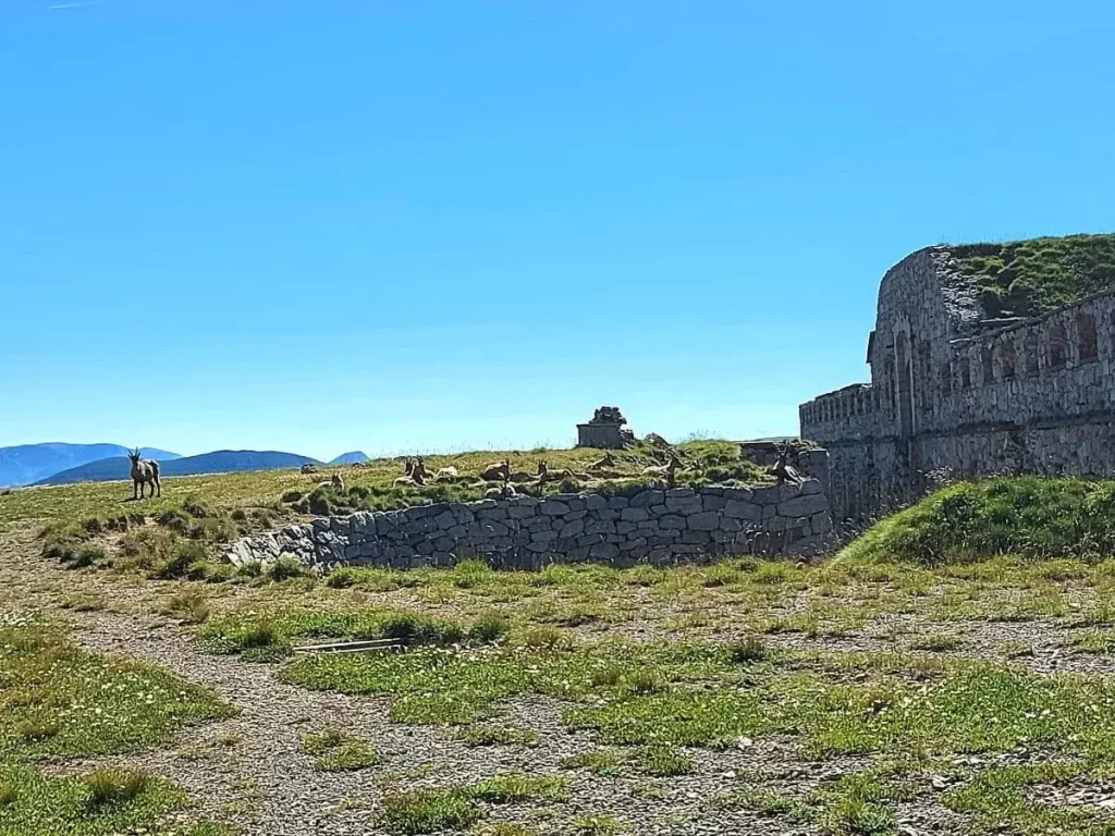 Mehrere Gämsen ruhen sich auf einem sonnigen Wiesenstück vor den steinernen Überresten des Fort de Giaure aus. Das Licht hebt die kräftige Struktur der alten Steinmauern hervor, während die Tiere in der Ruhe des Colle di Tenda verweilen. Am Rand des Bildes steht ein einzelner Gämse, der aufmerksam die alpine Umgebung betrachtet.