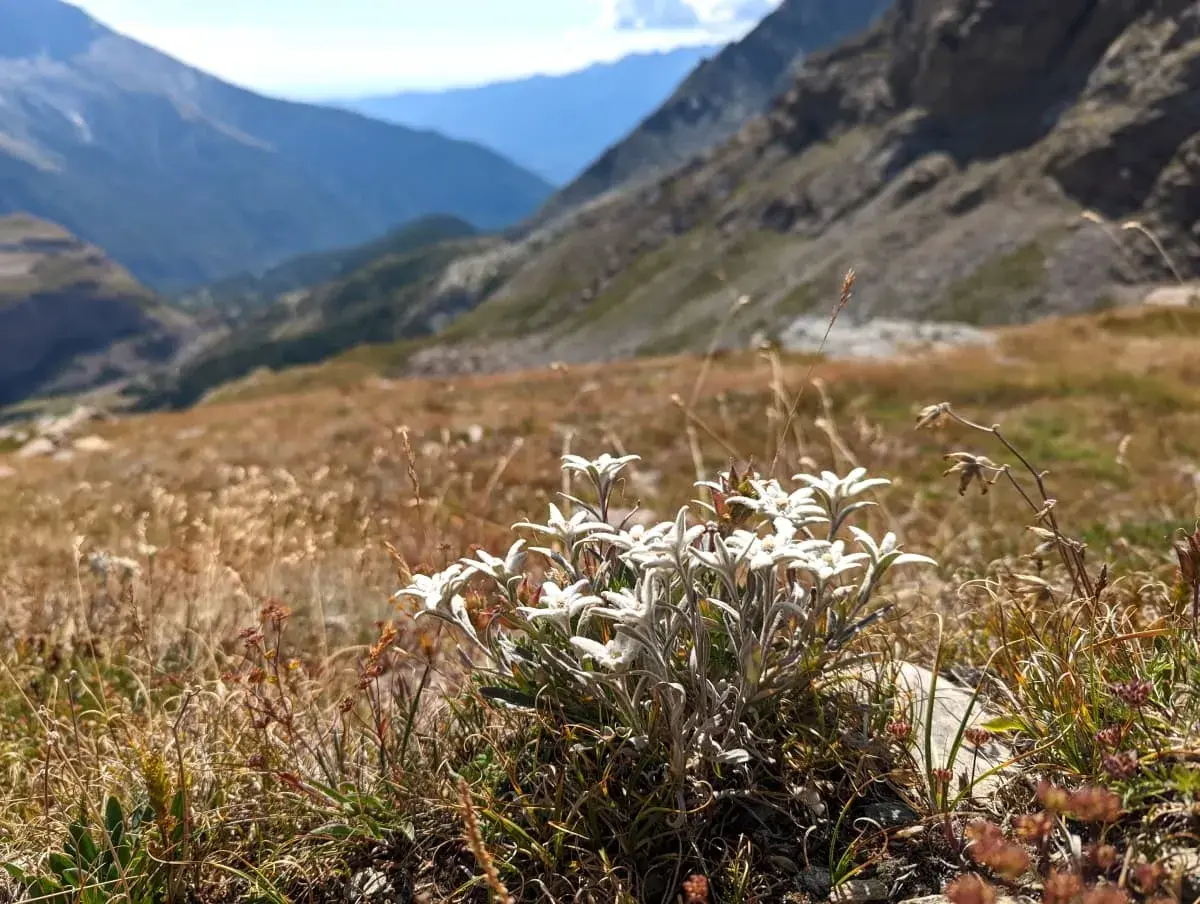 Edelweiß entlang der Wanderwege oberhalb des Col du Mont Cenis