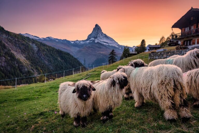 Ein Highlight im Wallis: Eine Herde Walliser Schwarznasenschafe steht auf einer grünen Wiese vor dem majestätischen Matterhorn, das im Abendlicht leuchtet. Der Himmel ist in warmen Tönen gefärbt und ein Chalet am Hang rundet die idyllische Bergszene ab.