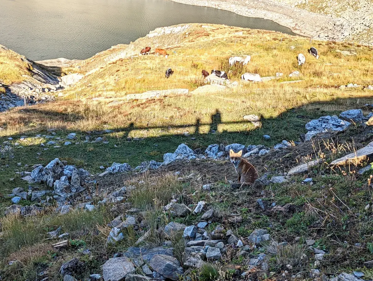 Ein Fuchs und Kühe am Lago Agnel im Gran Paradiso Nationalpark