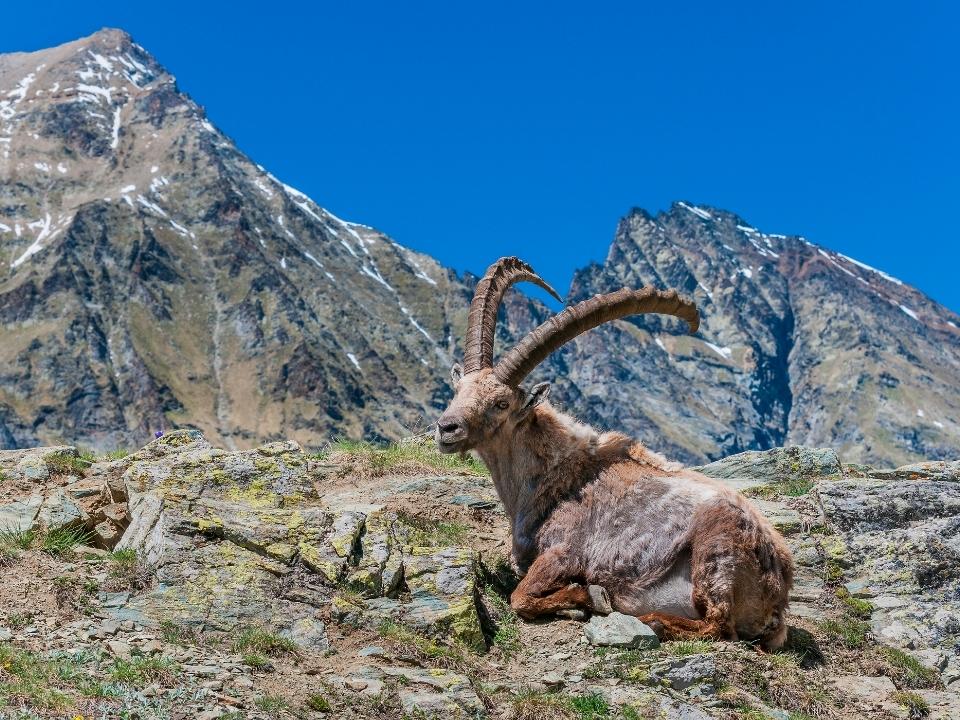 Auf einem Felsen sitzender Steinbock im Gran Paradiso Nationalpark