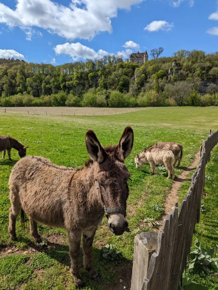 Esel auf der Farm von La Madeleine im Vezere Tal