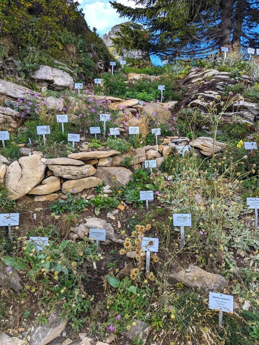Beschriftete Blumen und Pflanzen im Alpengarten auf der Schynige Platte 
