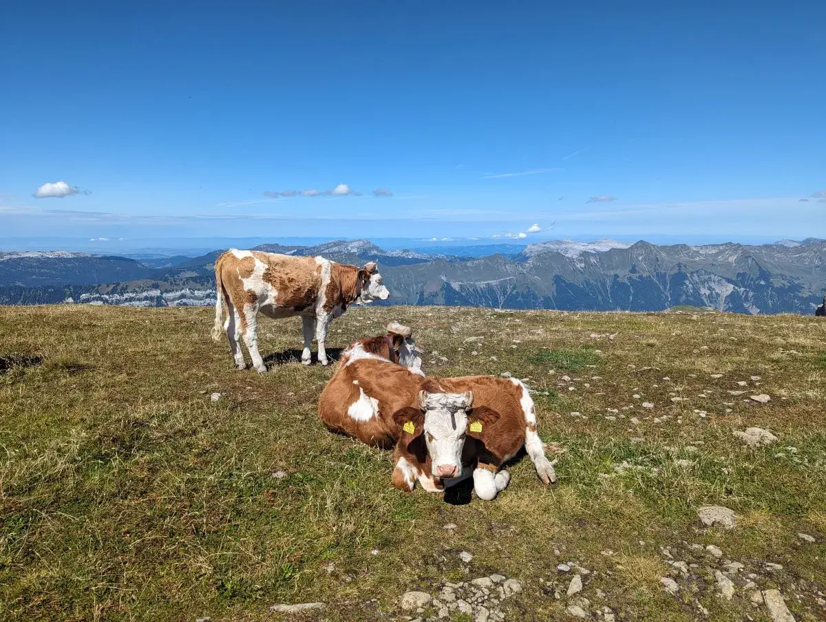 Glückliche Kühe auf der ViaBerna
