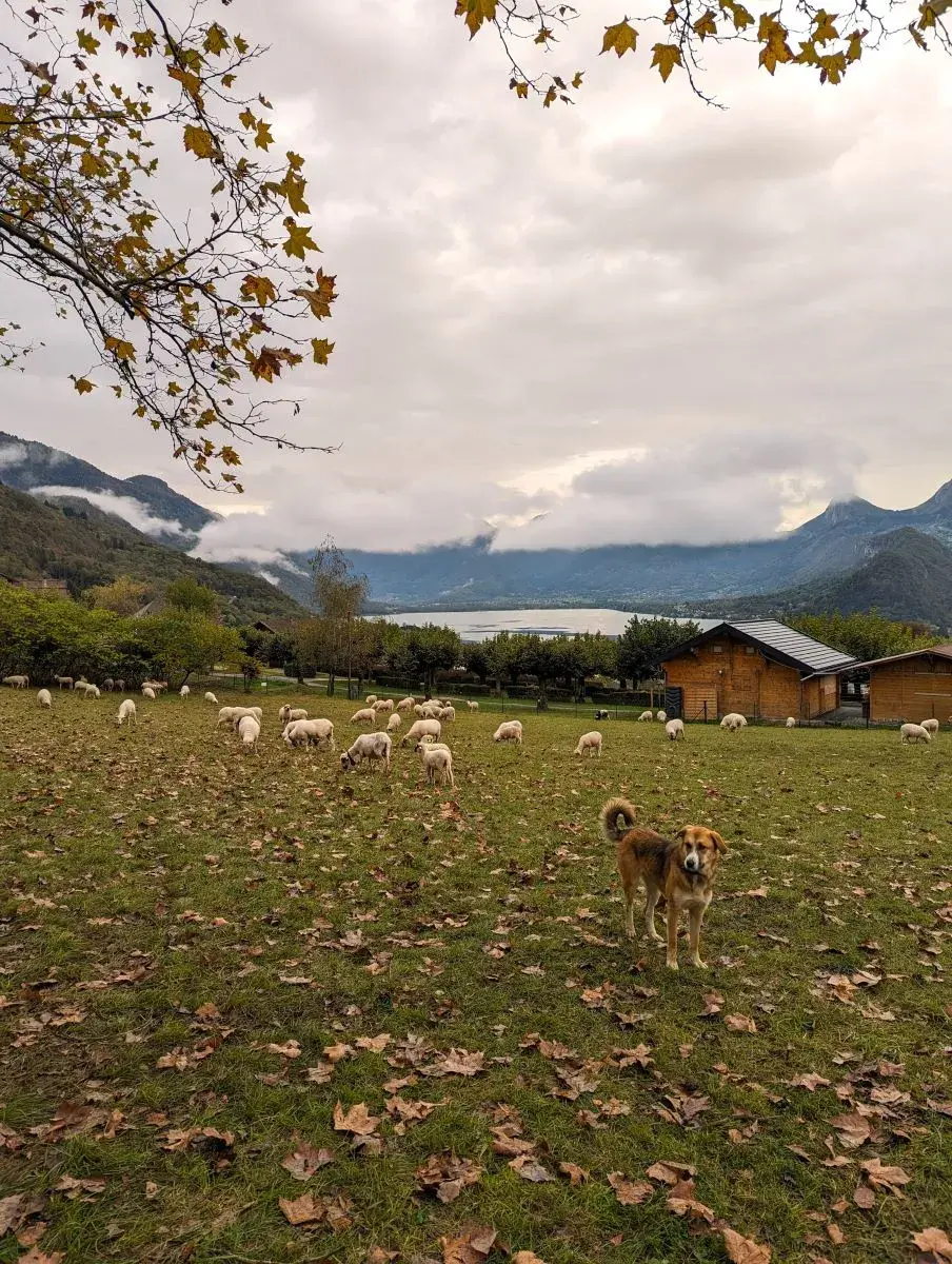 Eine Weide mit Schafen und Hütehund sowie im Hintergrund Blick auf den Annecy See oberhalb von Talloires