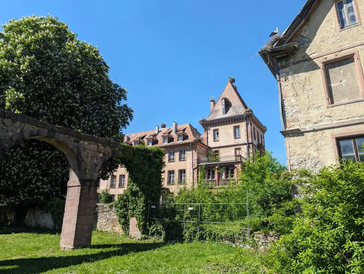 Ehemaliges Klostergebäude in Münster im Elsass, umgeben von üppigem Grün und alten Steinmauern. Ein großes, blühendes Baum bedeckt einen Teil des Gebäudes, während auf dem Dach ein Storchennest mit einem Storch zu sehen ist. Der Himmel ist strahlend blau.