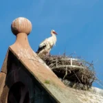Ein Storch steht in seinem Nest auf dem Dach eines historischen Gebäudes in Münster im Elsass. Das Nest befindet sich auf einem steinernen Vorsprung unter einem klaren blauen Himmel.