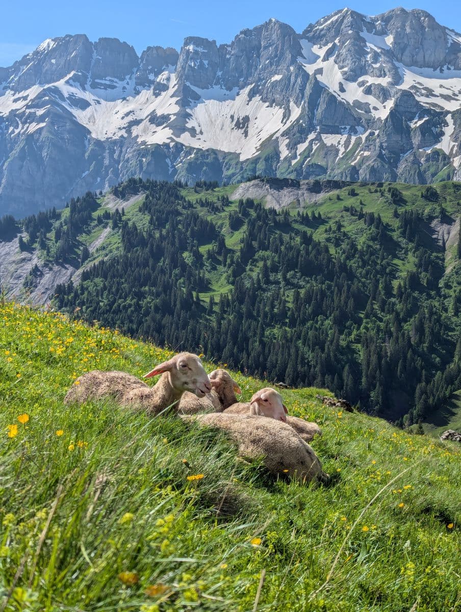 Entdeckt beim Wandern in Champery: Vier Schafe ruhen auf einer blühenden Bergwiese vor einem spektakulären Panorama aus hohen, schneebedeckten Bergen und dicht bewaldeten Hängen. Der Himmel ist strahlend blau und sonnig.