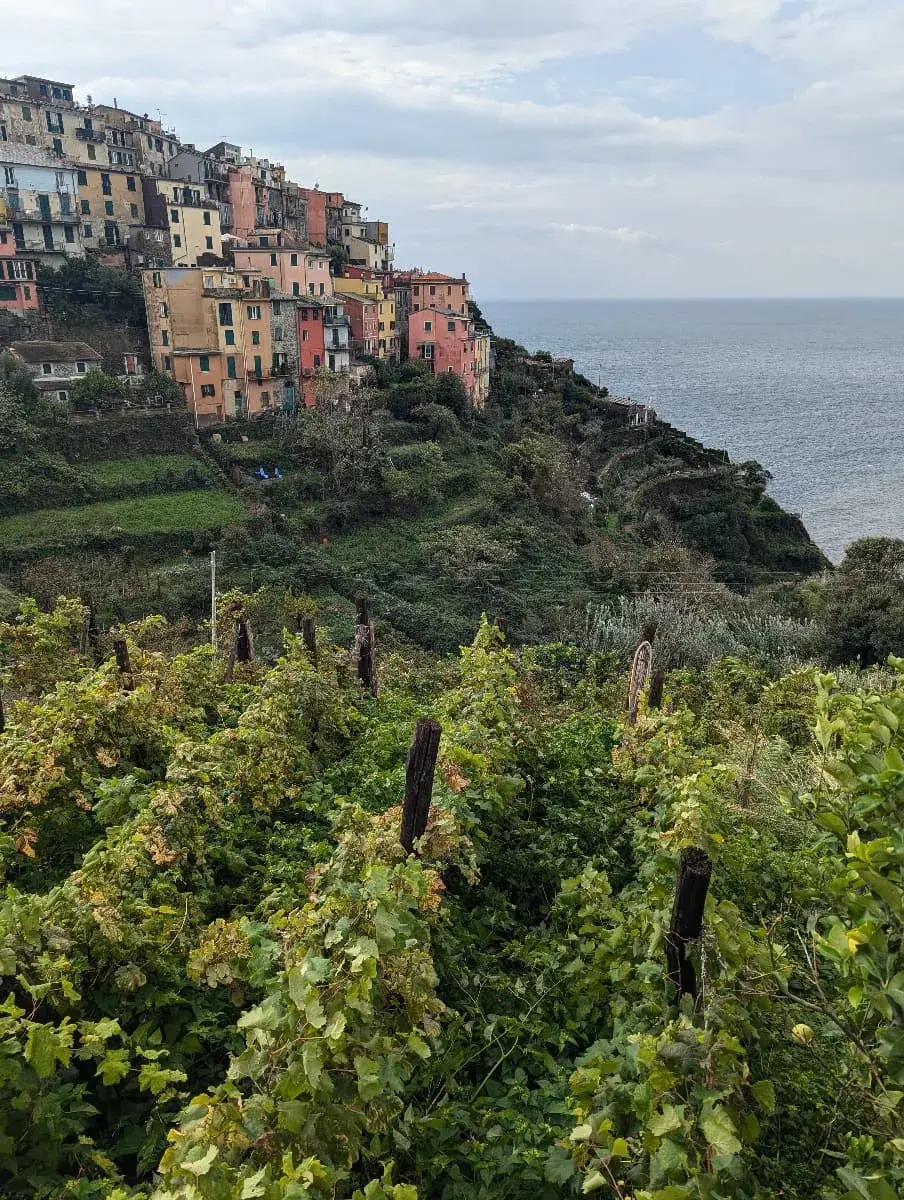 Weinreben wachsen auf den steilen Hängen rund um Corniglia, mit Blick auf das Meer und die terrassierten Hügel. Die grünen Reben erstrecken sich über die Hänge und sind von alten Holzpfosten gestützt.