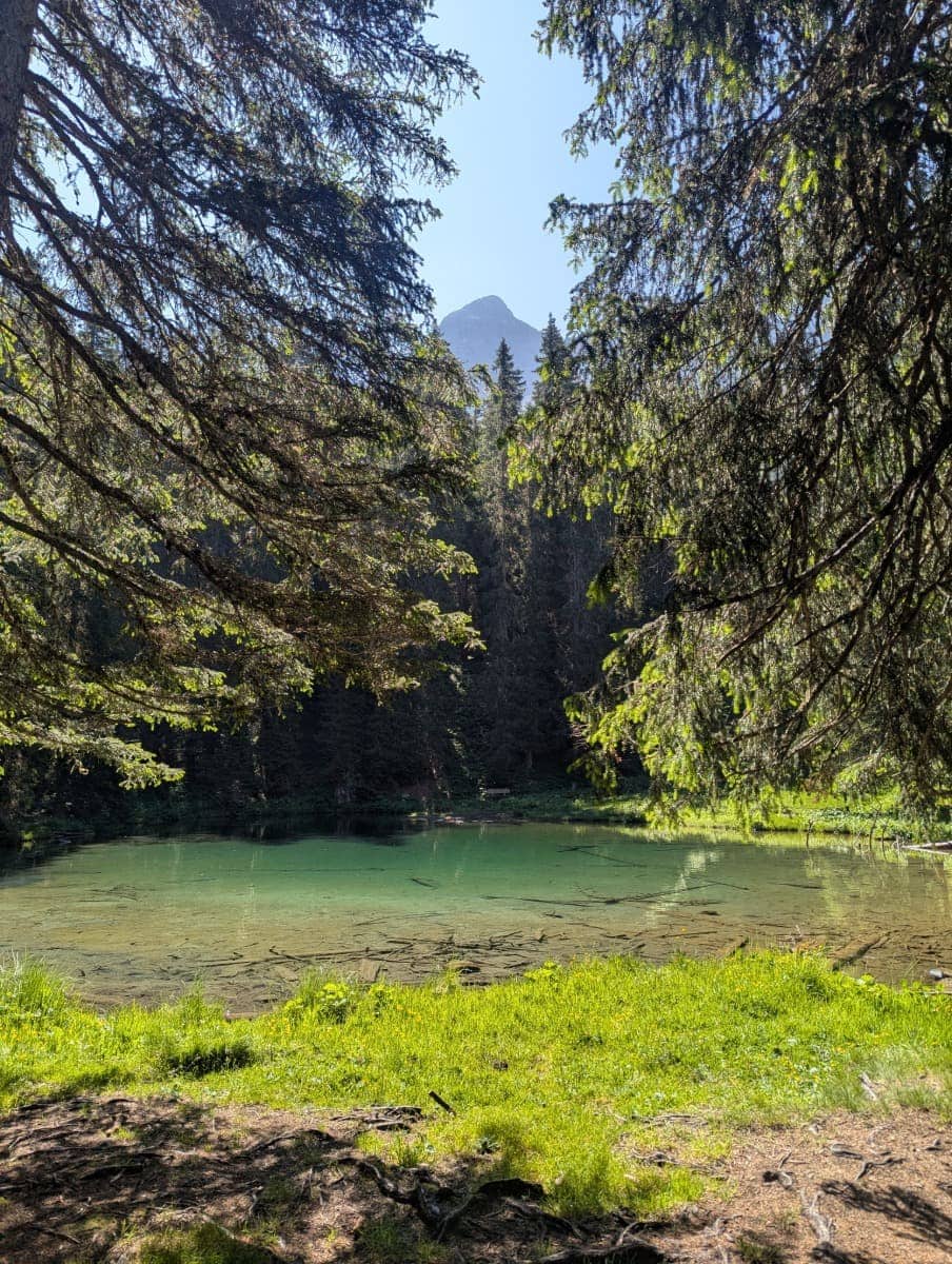 Versteckter Waldsee mit türkisfarbenem Wasser im Schatten hoher Bäume. Ein ruhiger Ort zum Verweilen beim Wandern in Arosa.