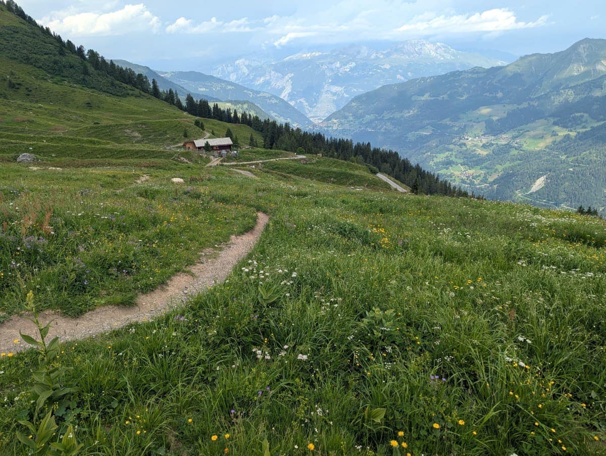 Ein schmaler Wanderweg schlängelt sich durch eine blühende Alpenwiese hin zur Berghütte Ochsenalp mit Ausblick ins weite Tal und auf ferne Gipfel. Diese friedliche Szenerie steht exemplarisch für das Erlebnis beim Wandern in Arosa.