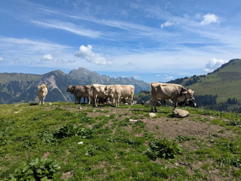 Eine Gruppe Kühe steht auf einer Almwiese mit freiem Blick auf die Gipfel des Großen Walsertals. Almidylle und Bergpanorama gehören hier einfach auf dem Höhenweg oberhalb von Sonntag-Stein einfach zusammen.