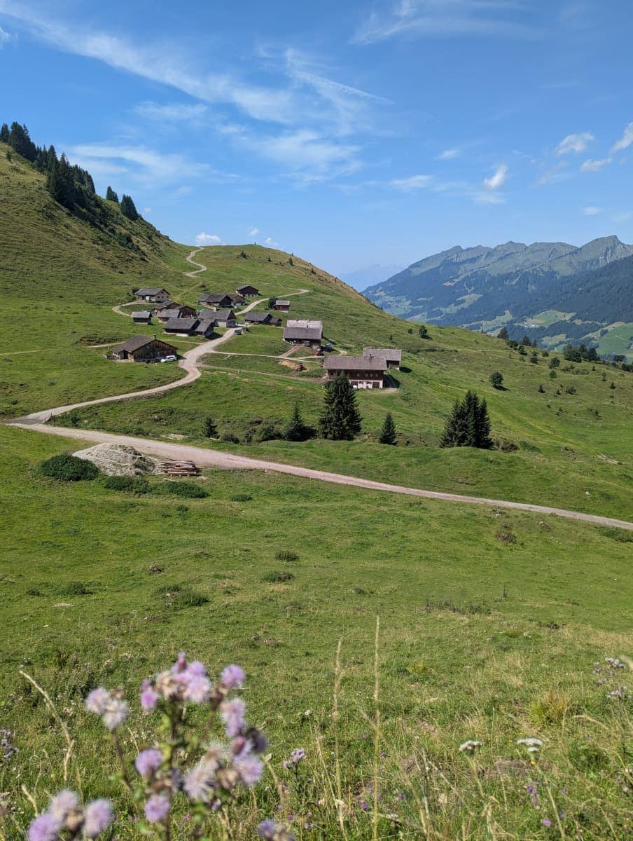 Die Alpe Steris, ein traditionelles Almdorf mit verstreuten Holzhütten liegt eingebettet in eine weite Wiesenlandschaft unter blauem Himmel. Diese Hochalmen sind typische Kulturlandschaften im Großen Walsertal.