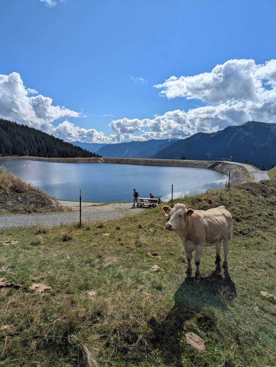 Eine Kuh steht auf einer Almwiese vor dem Speichersee Salzburg in den Bergen bei Saalbach Hinterglemm. Der idyllische Moment verbindet typische Almkulisse mit den Wanderwegen rund um das Glemmtal.