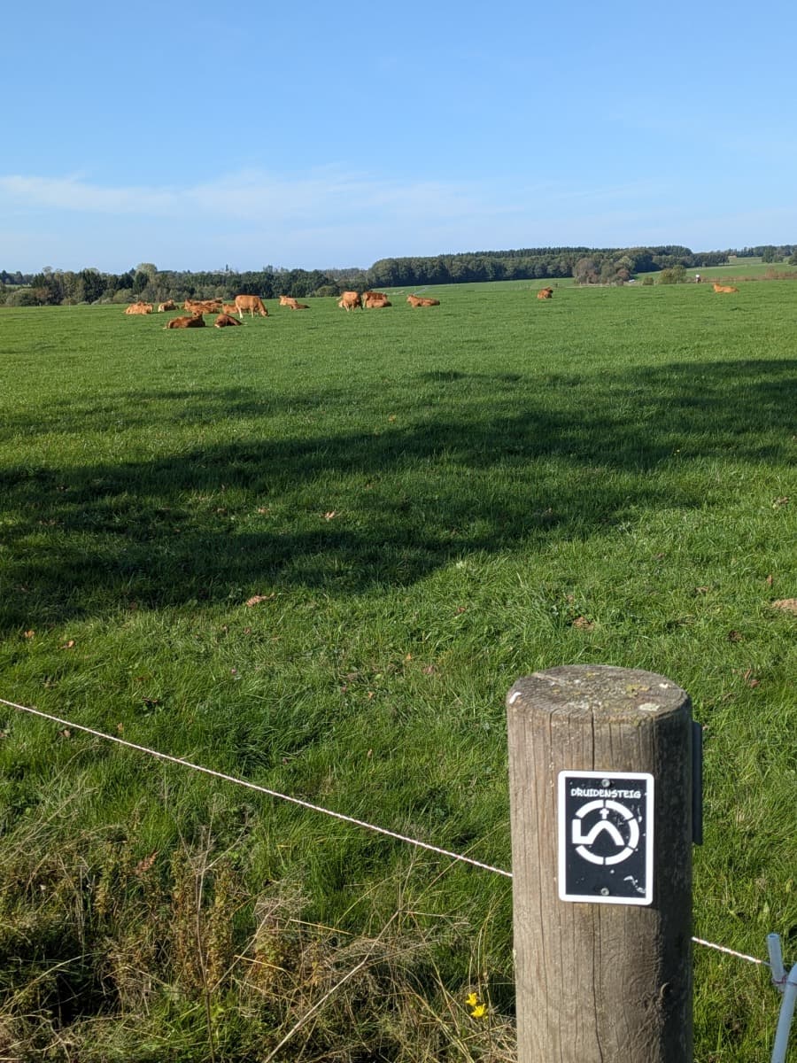 Eine Wegmarkierung des Druidensteigs ist an einem Zaunpfosten befestigt, dahinter grasen und liegen braune Kühe auf einer grünen Weide.