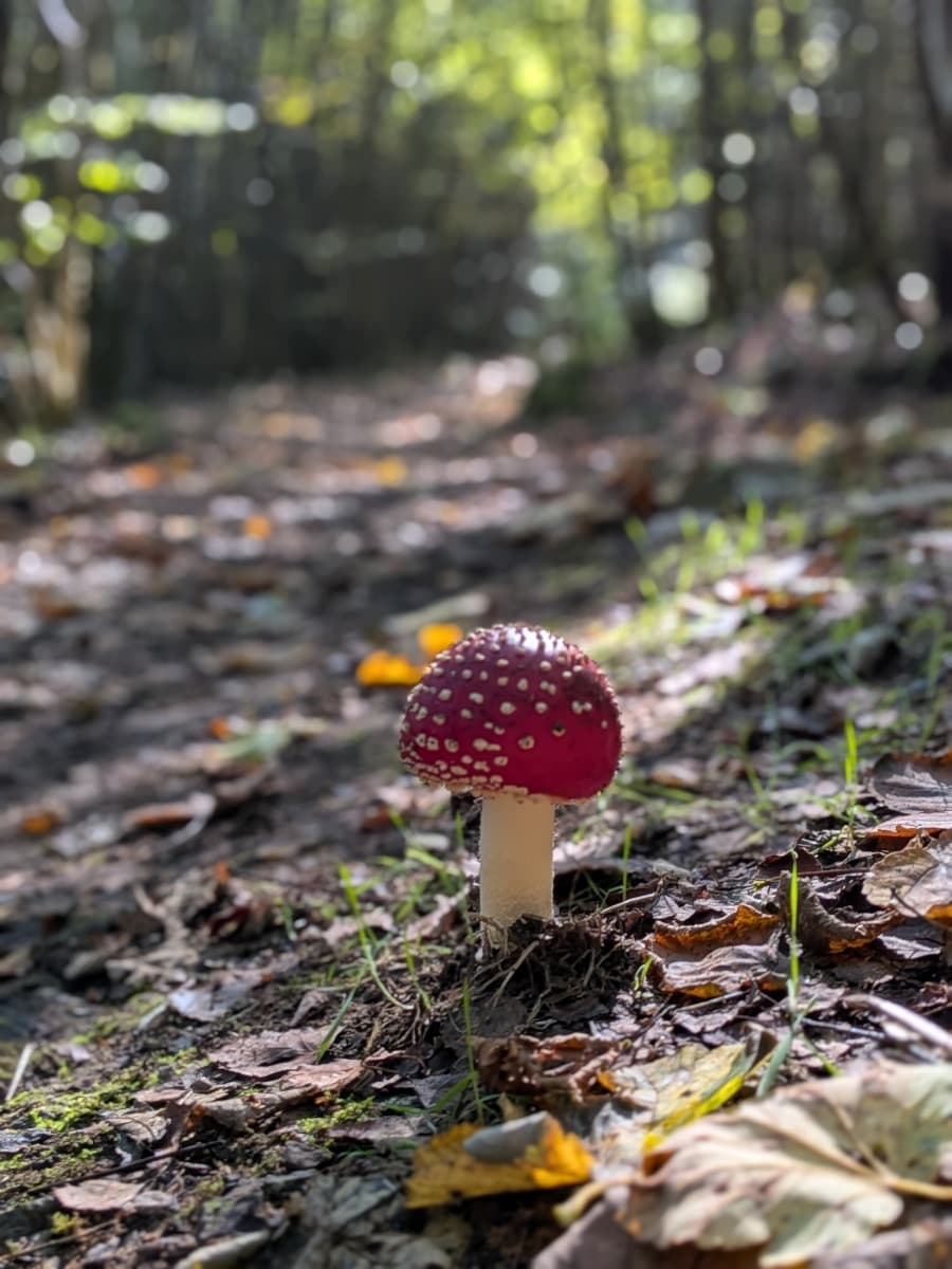 Ein Fliegenpilz mit rotem Hut und weißen Punkten wächst zwischen Herbstlaub und Moos auf dem Waldboden im Westerwald.